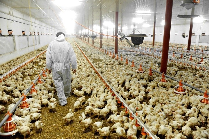 poultry